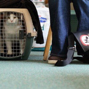 Podcast #27: To the&nbsp;Vet!