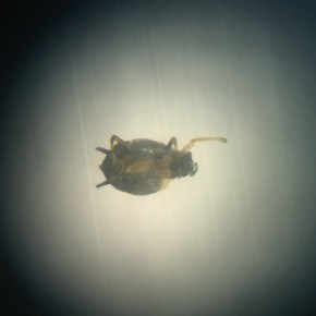 Podcast #33: It’s a Darkish Bed(ish)&nbsp;Bug