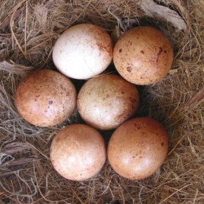 Podcast #62: A Bird in Hand is Worth Two in&nbsp;Jail